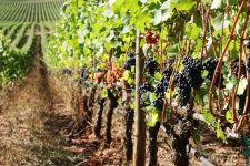 Rockne Roll/yamhillvalley.comGrapes ready to be harvested at Stoller Vineyard.