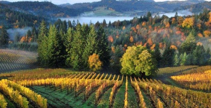 <b>Vineyards and small Yamhill Valley glens often turn into paintings that capture the imagination</b>